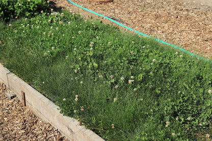 Microclover Fescue