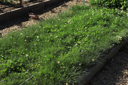 Microclover Fescue