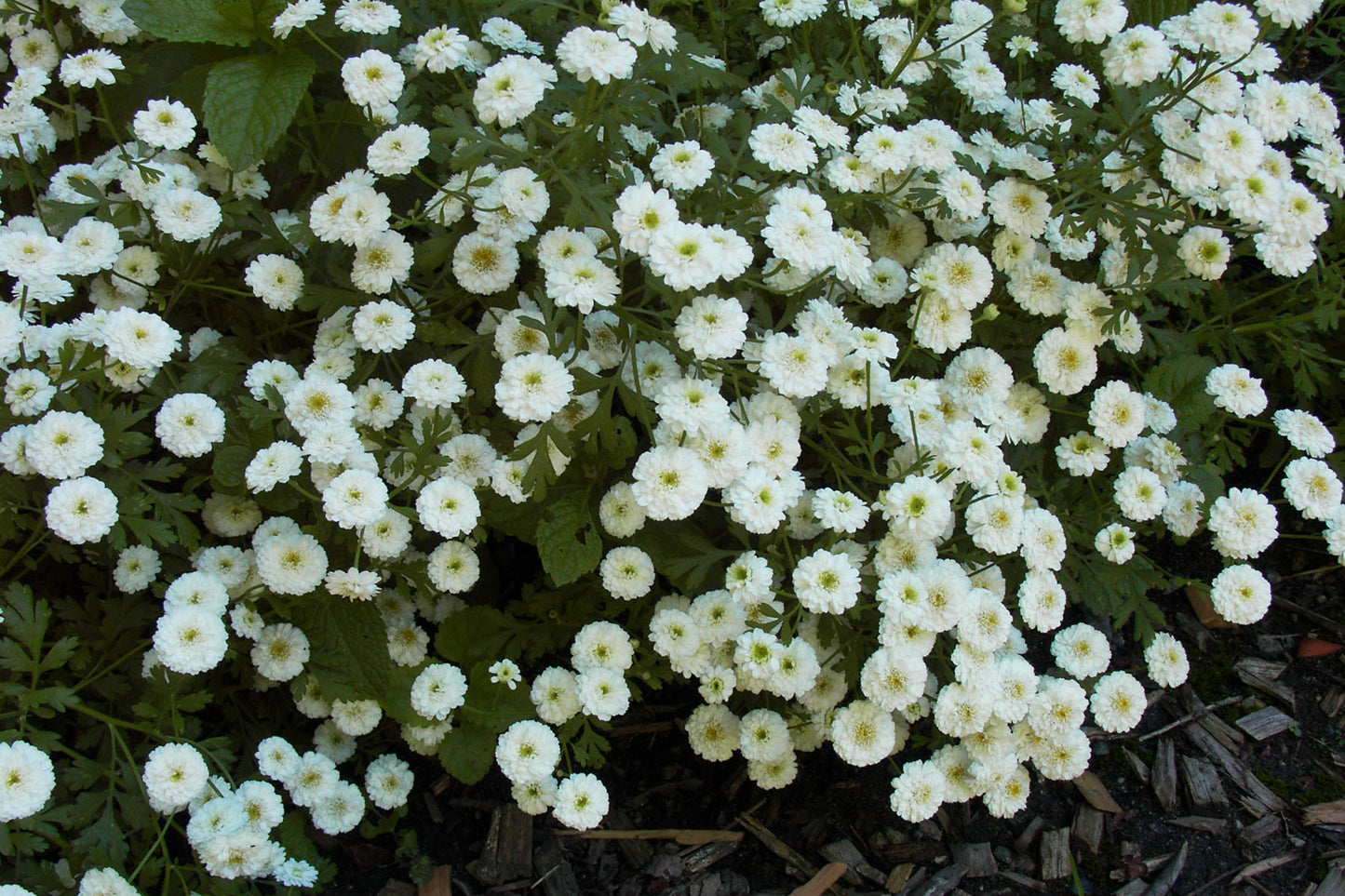 White Wonder