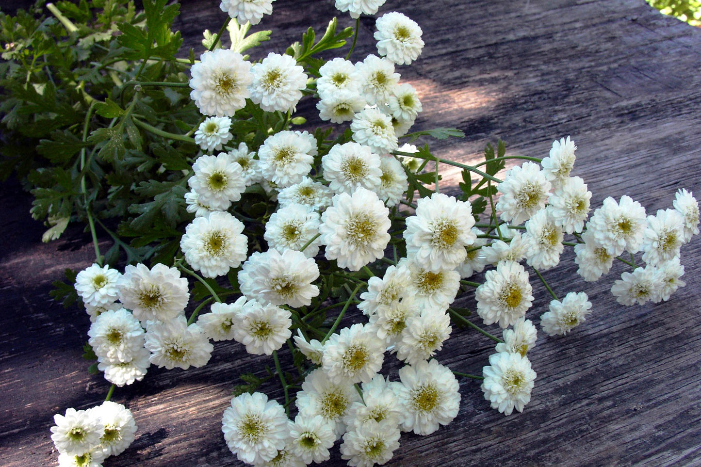 White Wonder