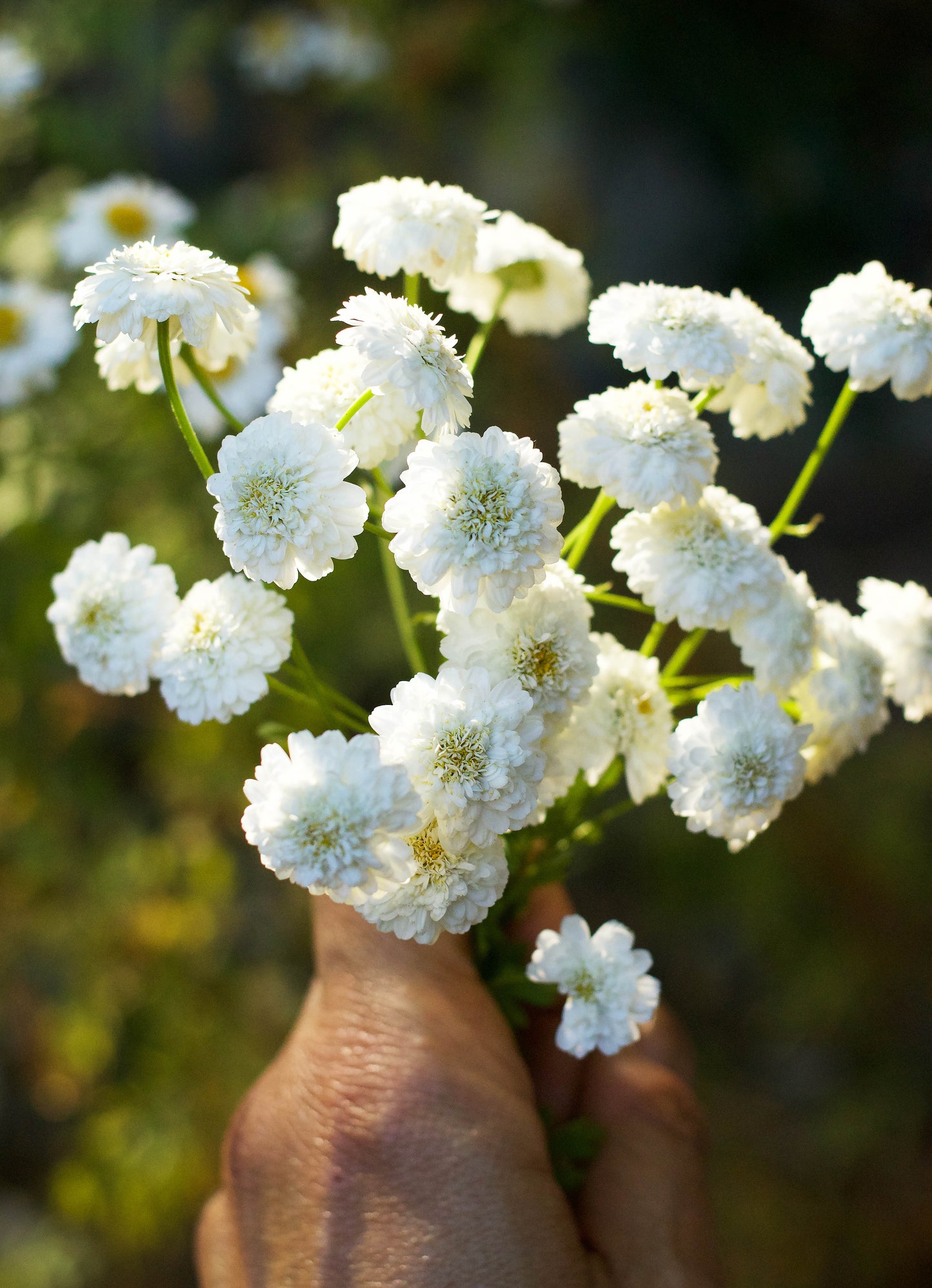 White Wonder