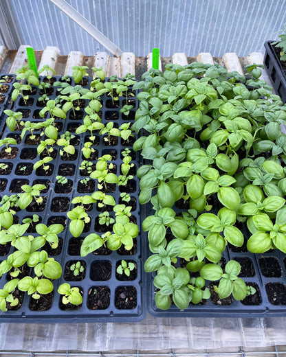 Fort Vee Seed Starting Mix