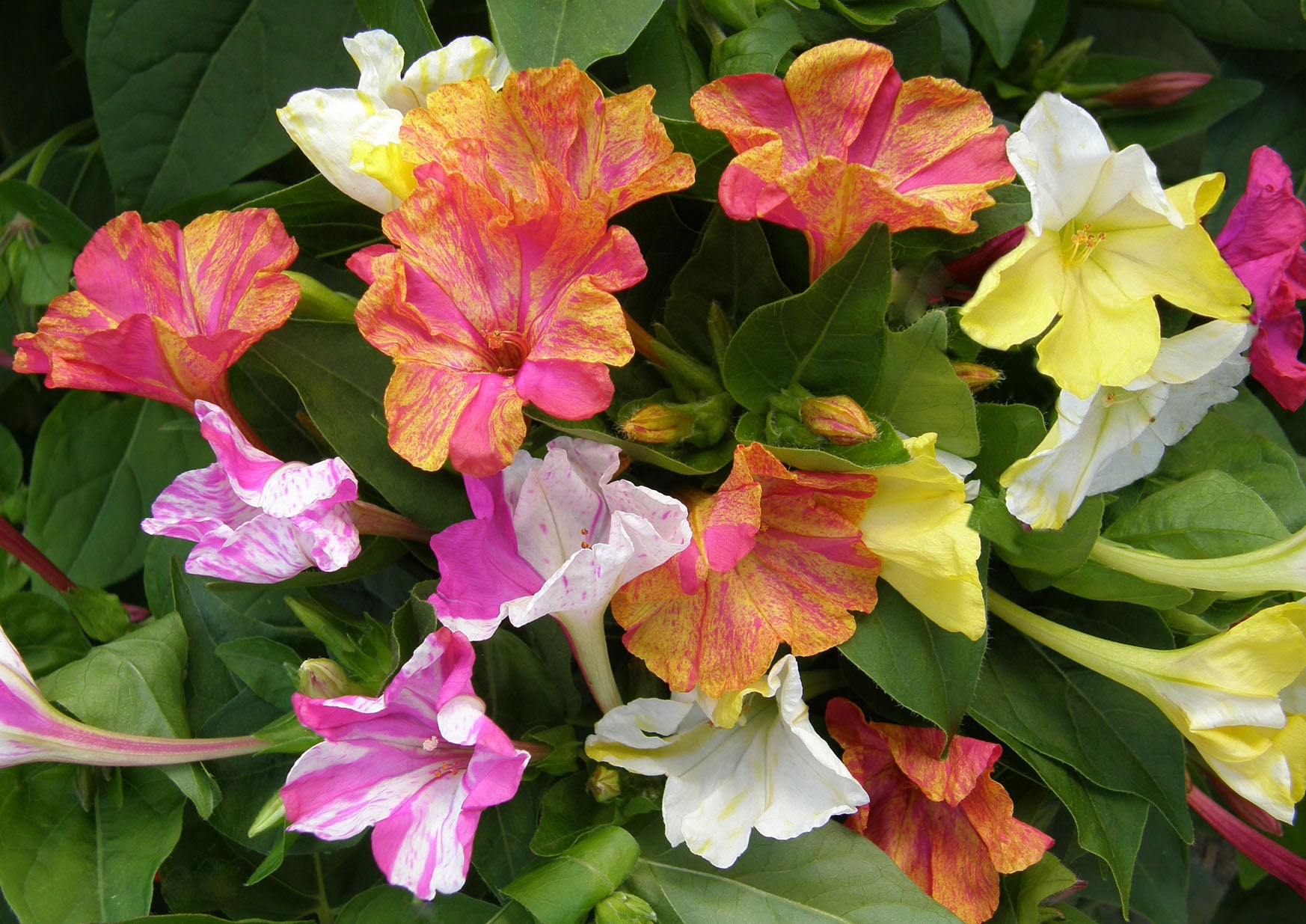 Broken Colors' Heirloom Four O'Clocks – Renee's Garden