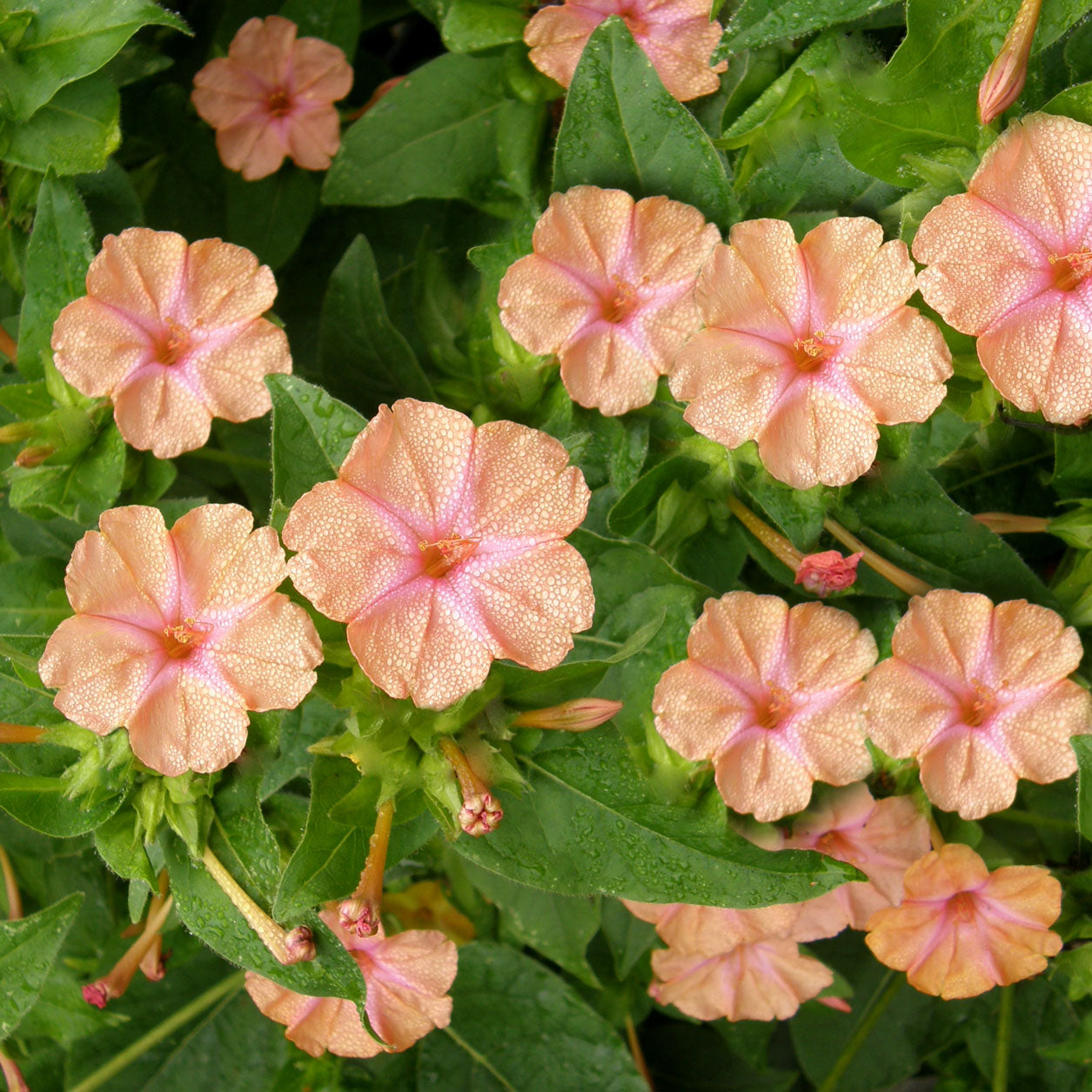 Hummingbird Four O’Clocks - Scented Peach Sunset