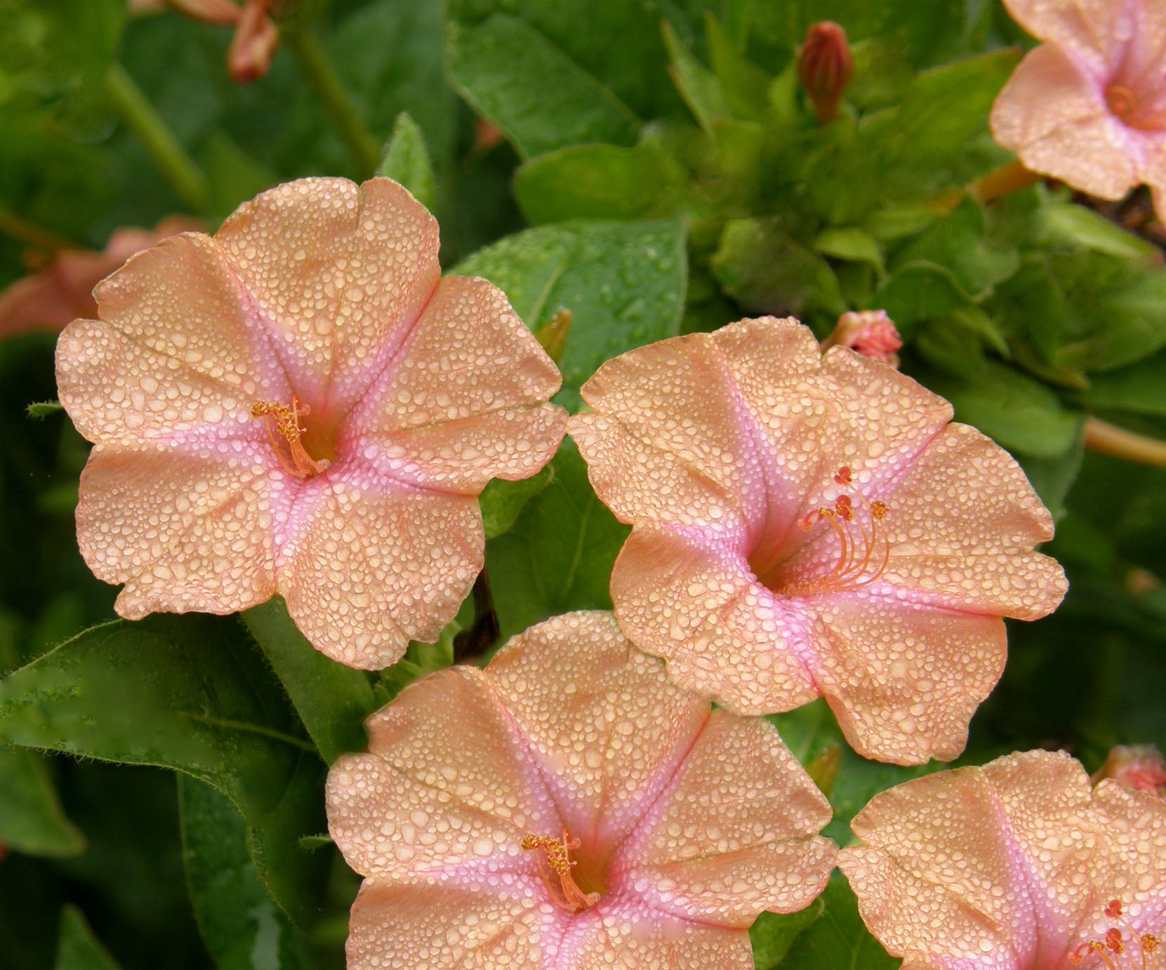 Scented Peach Sunset' Heirloom Four O'Clocks – Renee's Garden