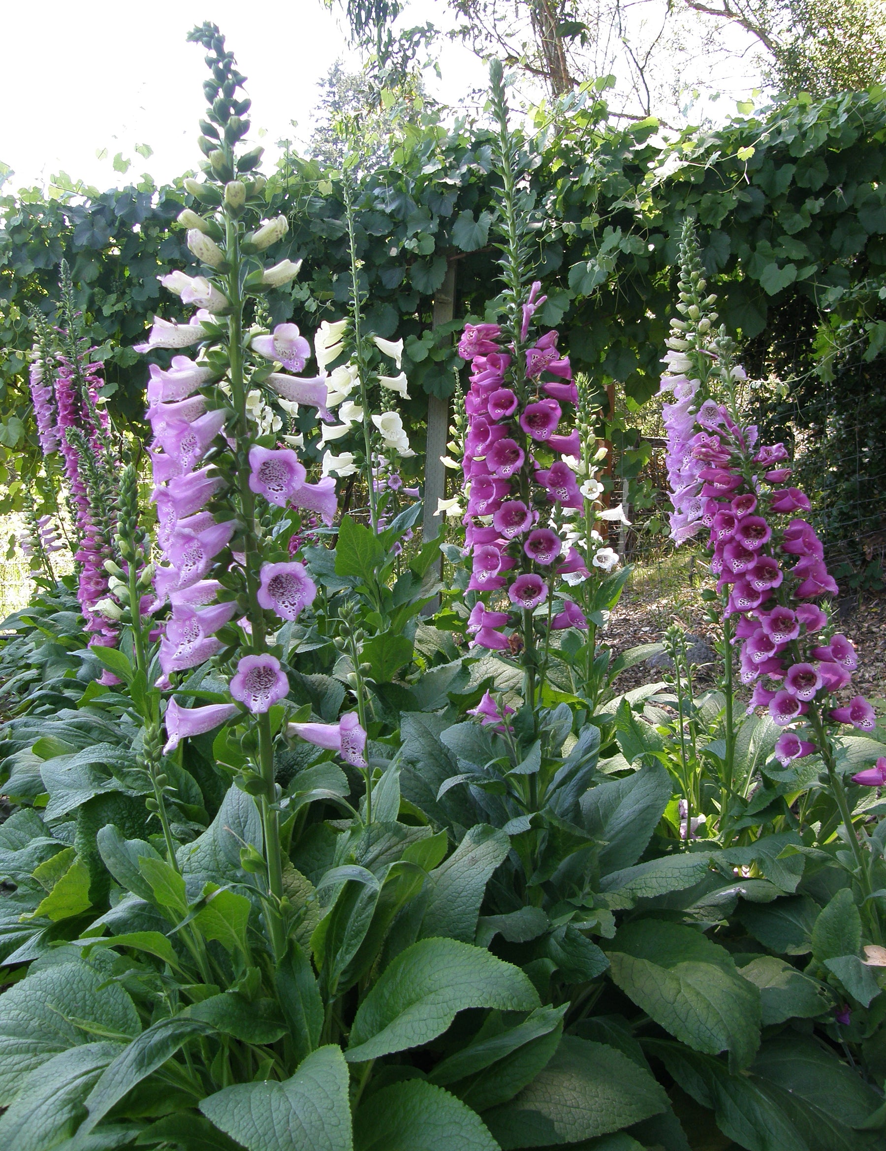 Foxgloves Guanti Da Giardinaggio Originali – Tulip Red, Taglia Media – Traspiranti E Stretch