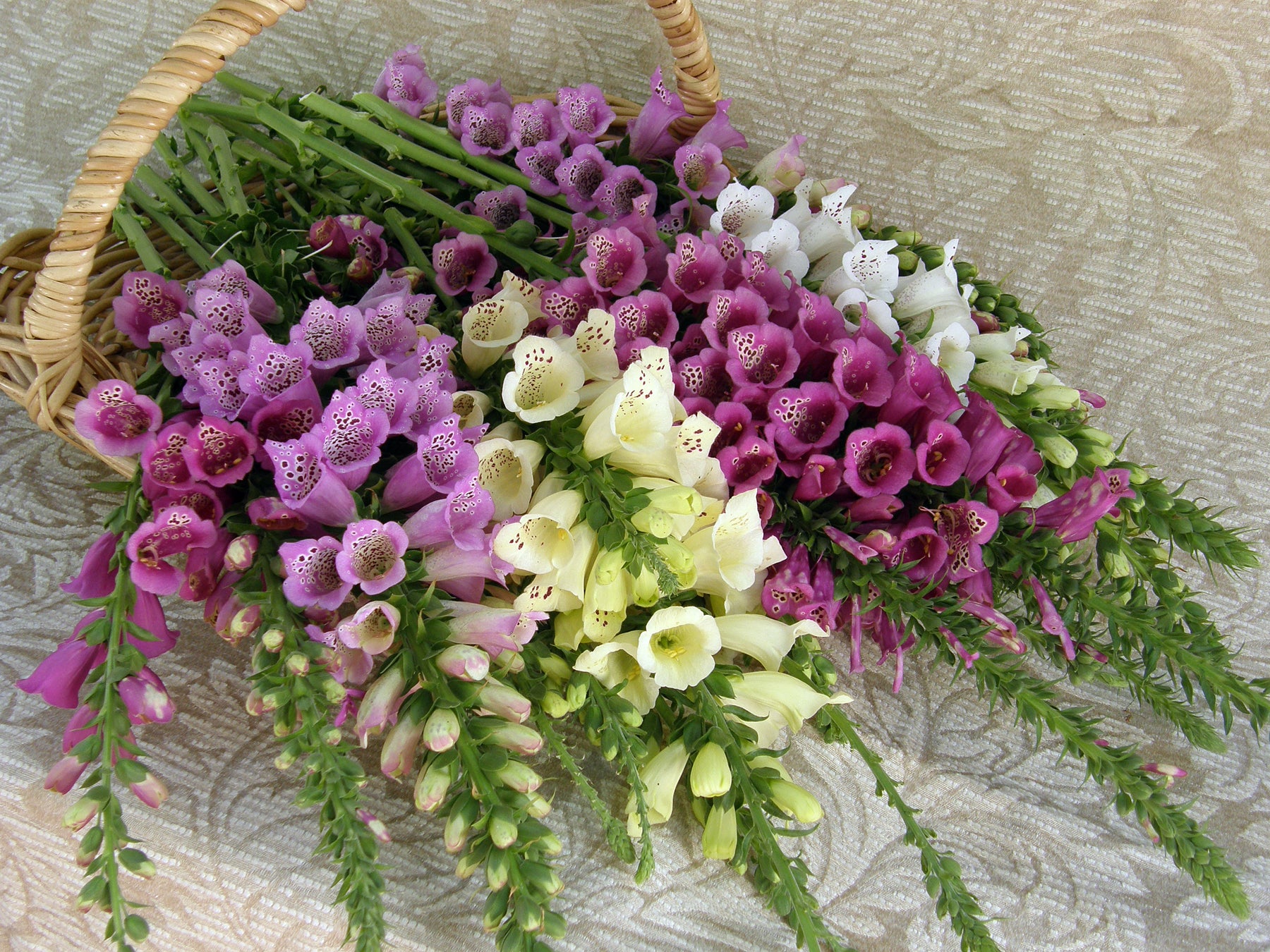 Carousel Mix' Hummingbird Foxgloves – Renee's Garden