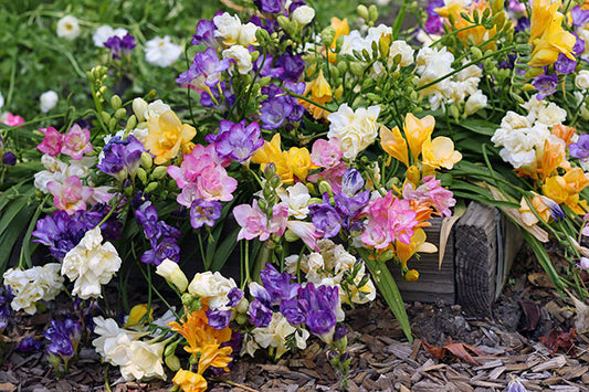 Freesia Watercolor Mixed Doubles