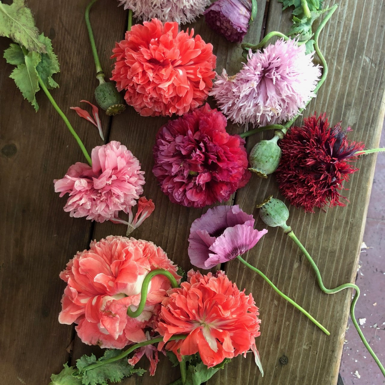French Flounce' Heirloom Carnation Poppies – Renee's Garden