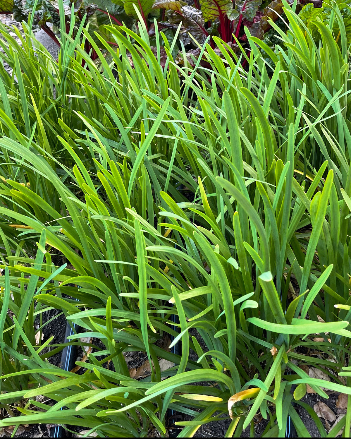 Heirloom Herbs - Garlic Chives Organic