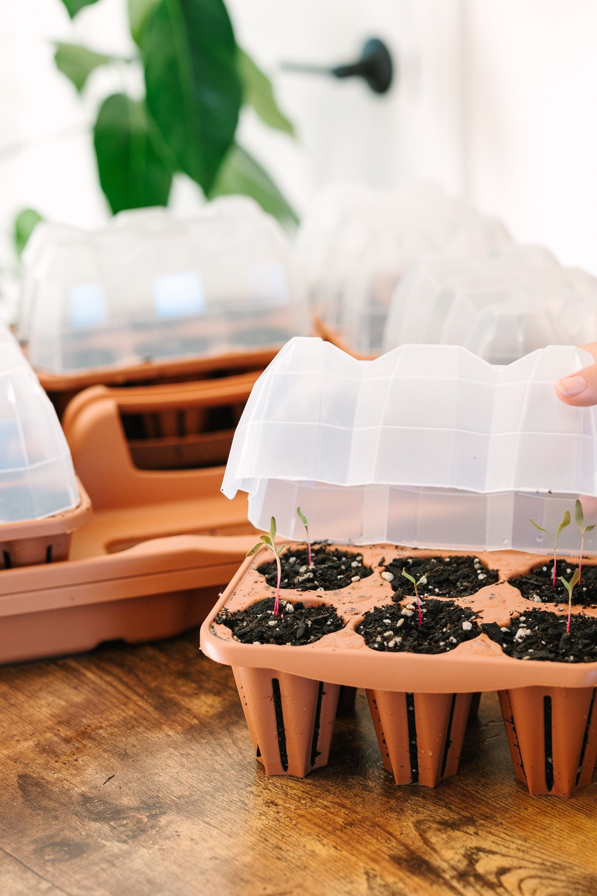 GreenStalk Seed Starter Kit with Domes – Renee's Garden