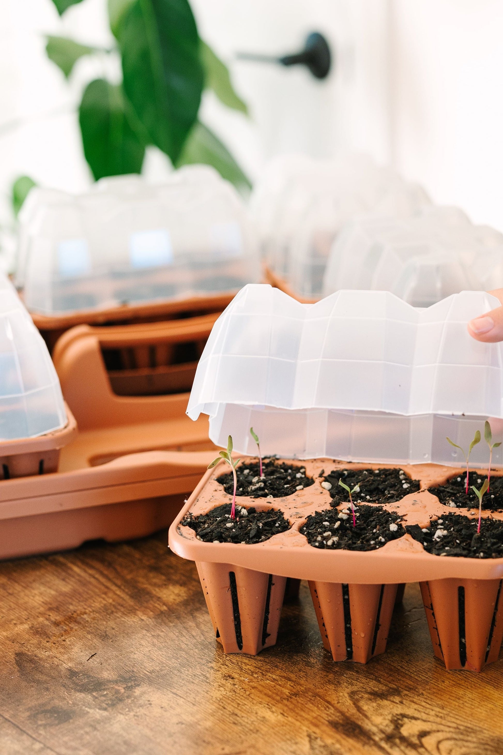 GreenStalk Seed Starter Kit with Domes Lemon