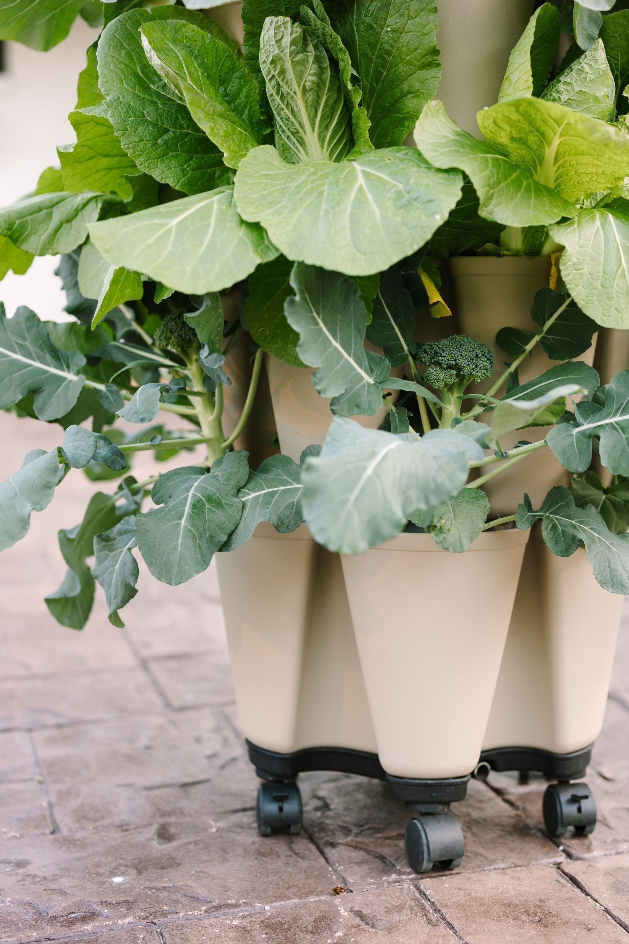 GreenStalk Garden Mover – Renee's Garden