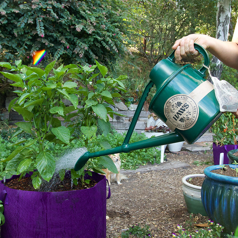 Haws 1 8 Gallon Classic Watering Can Renee s Garden Seeds Haws 1 8 gallon classic watering can renee s garden seeds