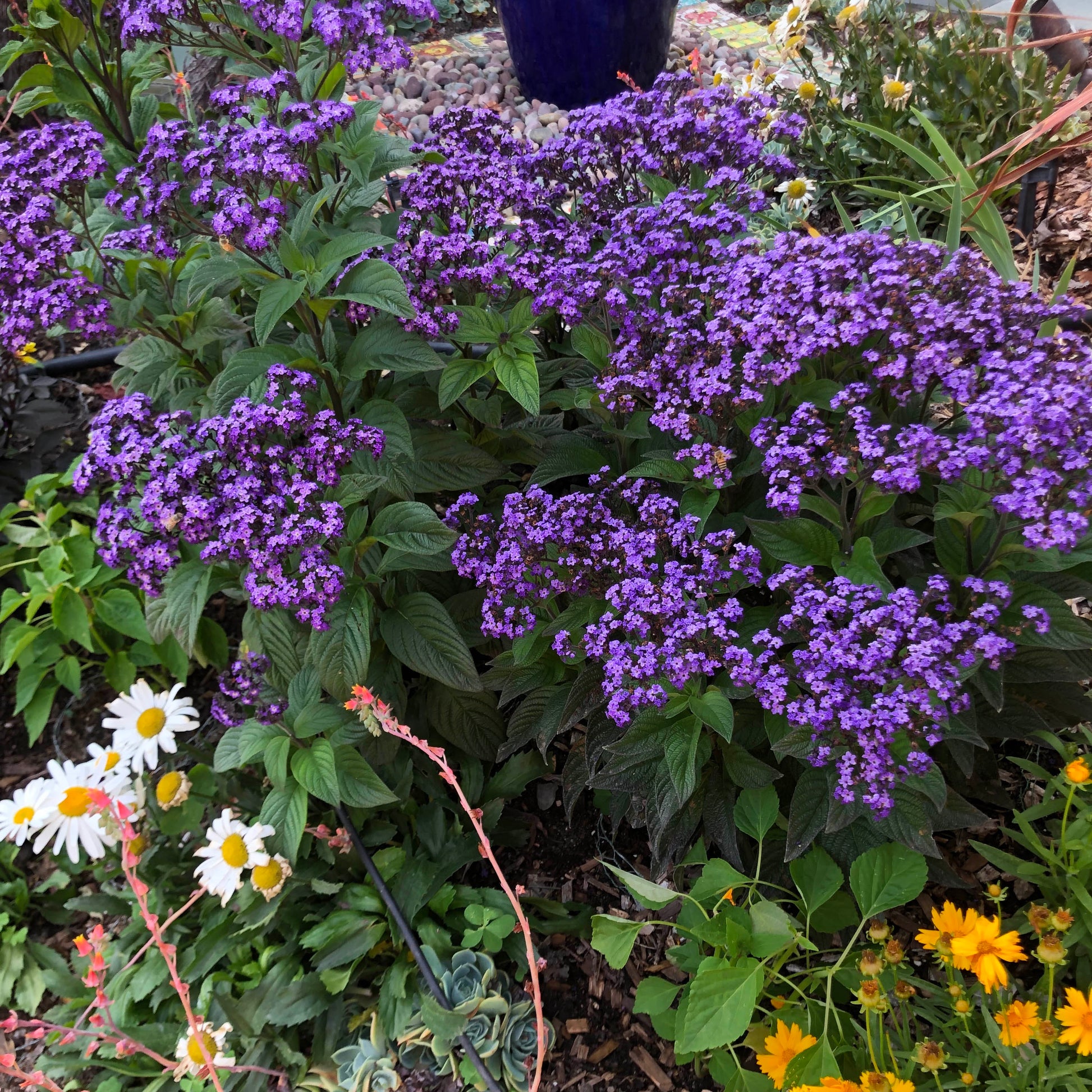 heliotrope house plant Heliotrope Deep Marine