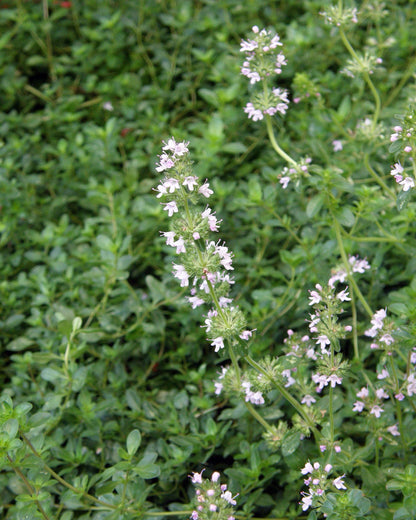 Kitchen Herbs - Creeping Thyme
