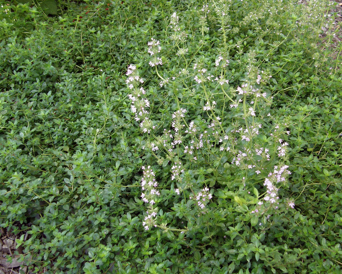 Kitchen Herbs - Creeping Thyme