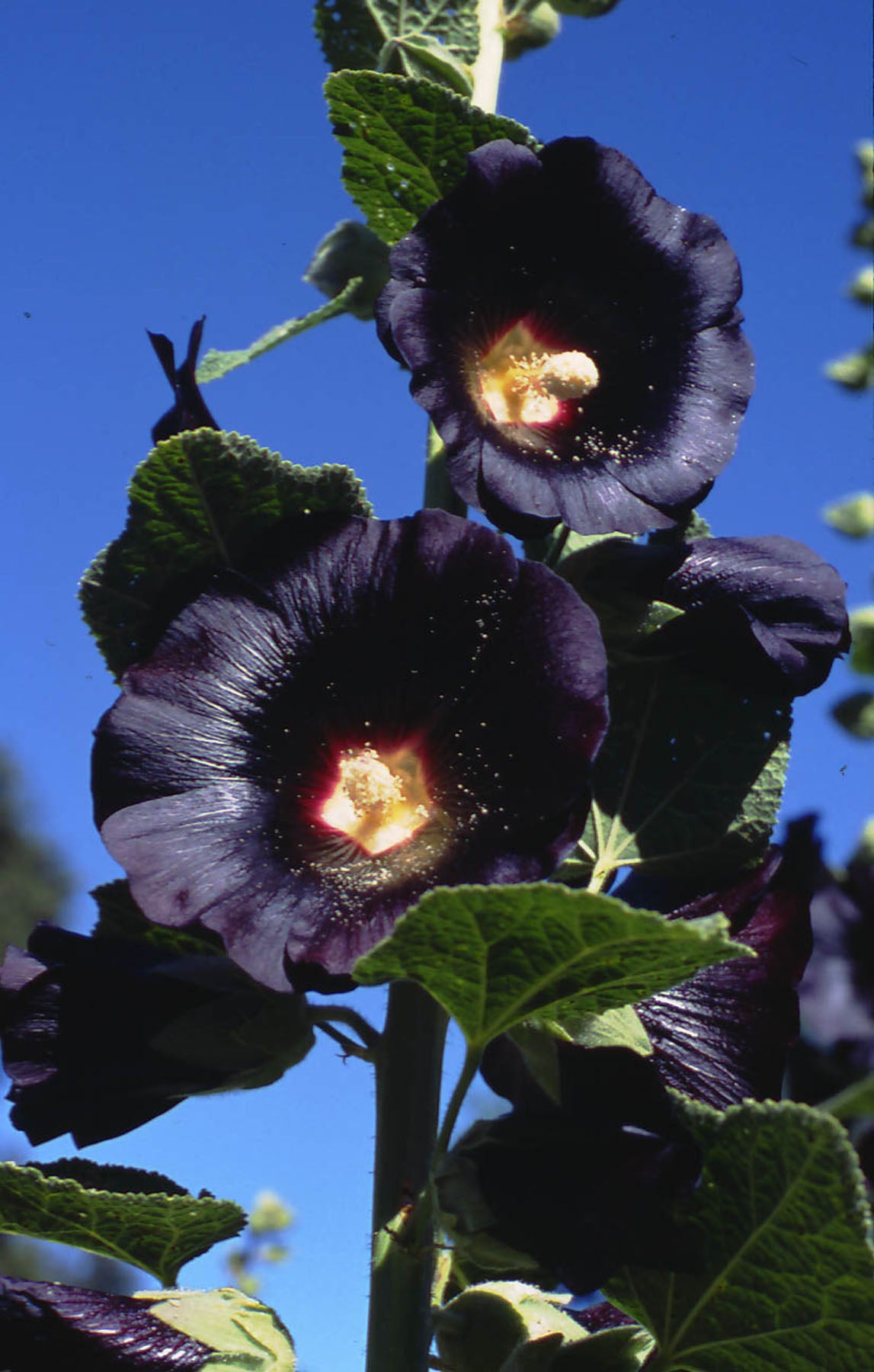 Black Watchman' Heirloom Hollyhocks – Renee's Garden