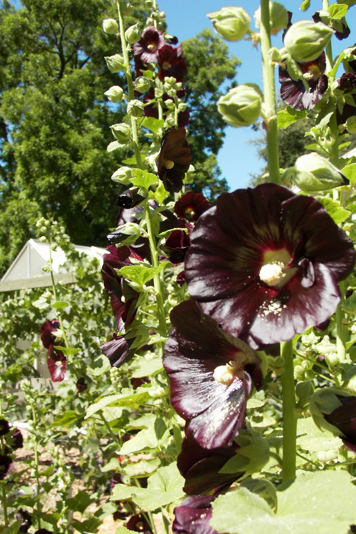 Black Watchman' Heirloom Hollyhocks – Renee's Garden