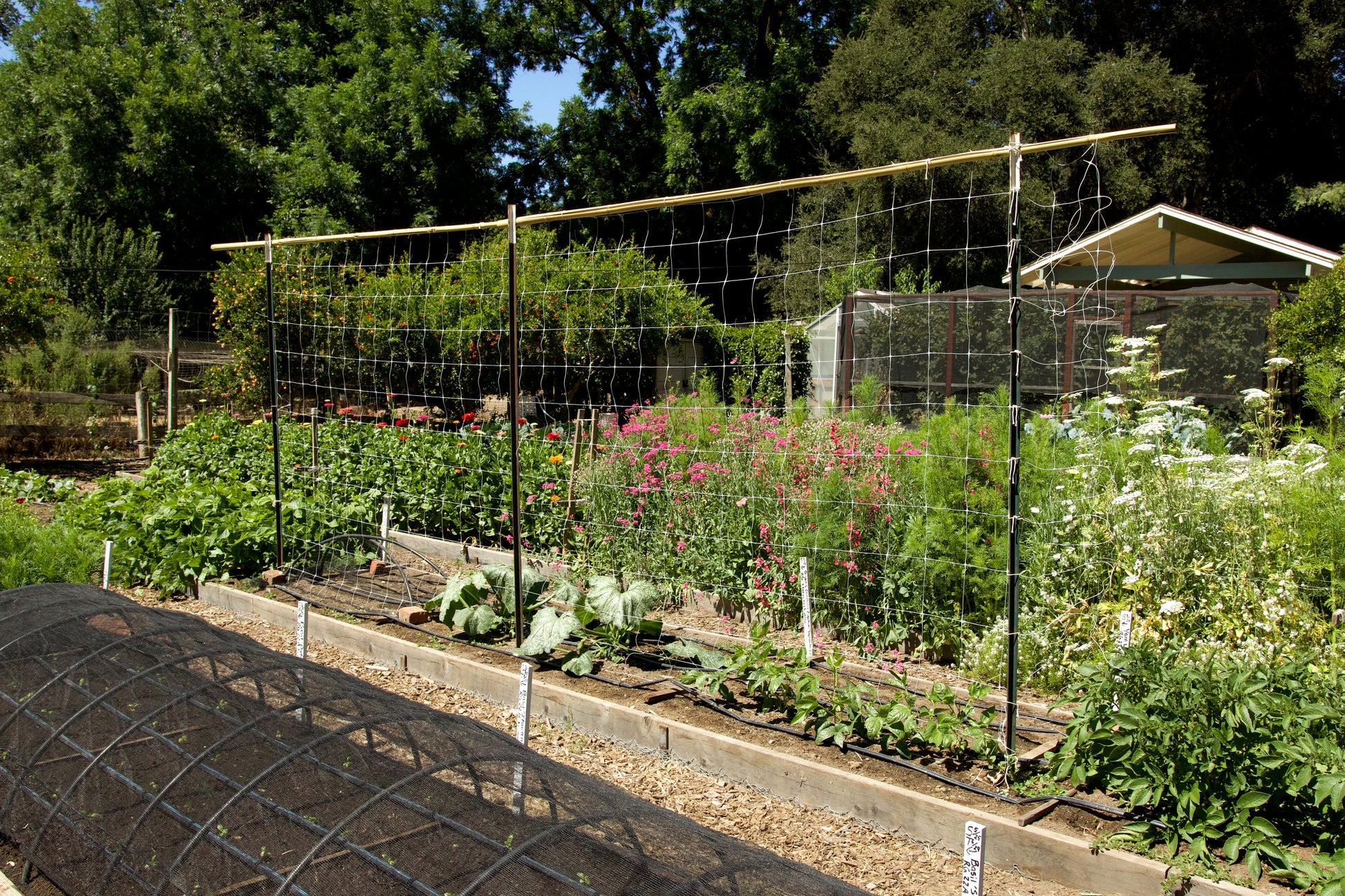 plant trellis net Hortonova Trellis Netting