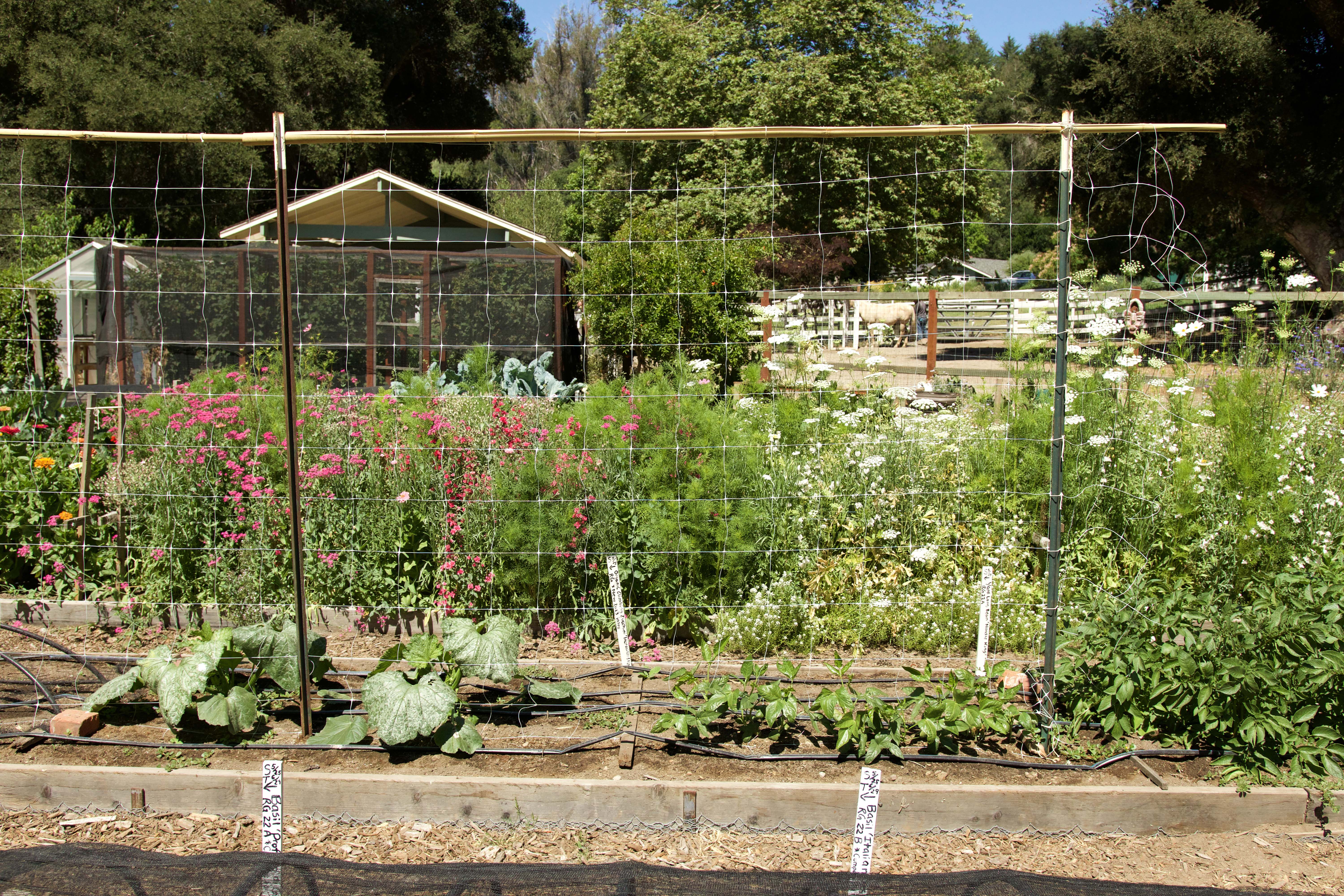 Hortonova Trellis Netting – Renee's Garden