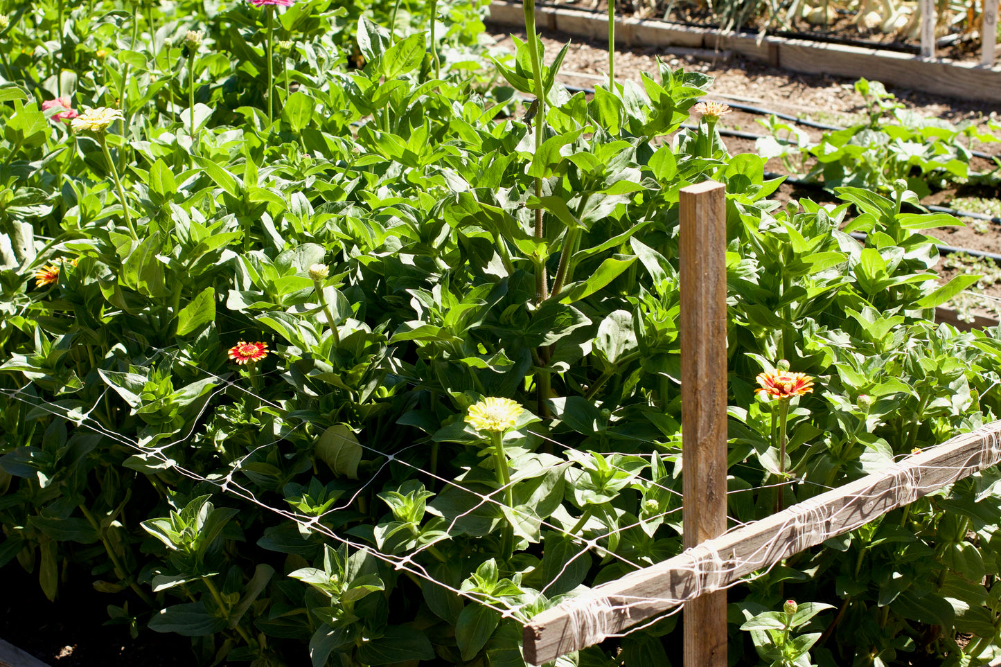 Hortonova Trellis Netting