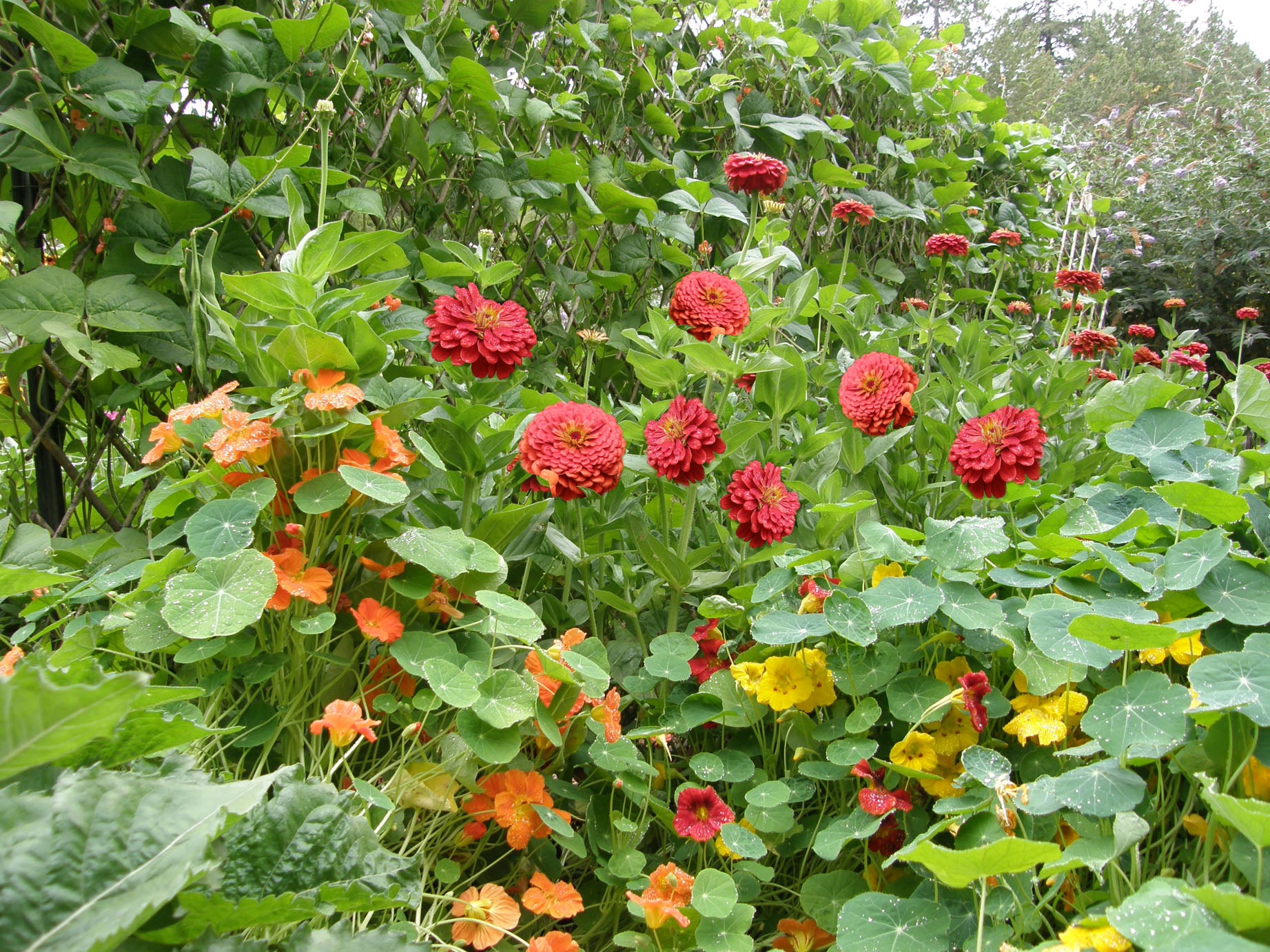hummingbird garden seeds Renee's Garden Bonus Pack Seeds for a Hummingbird Garden