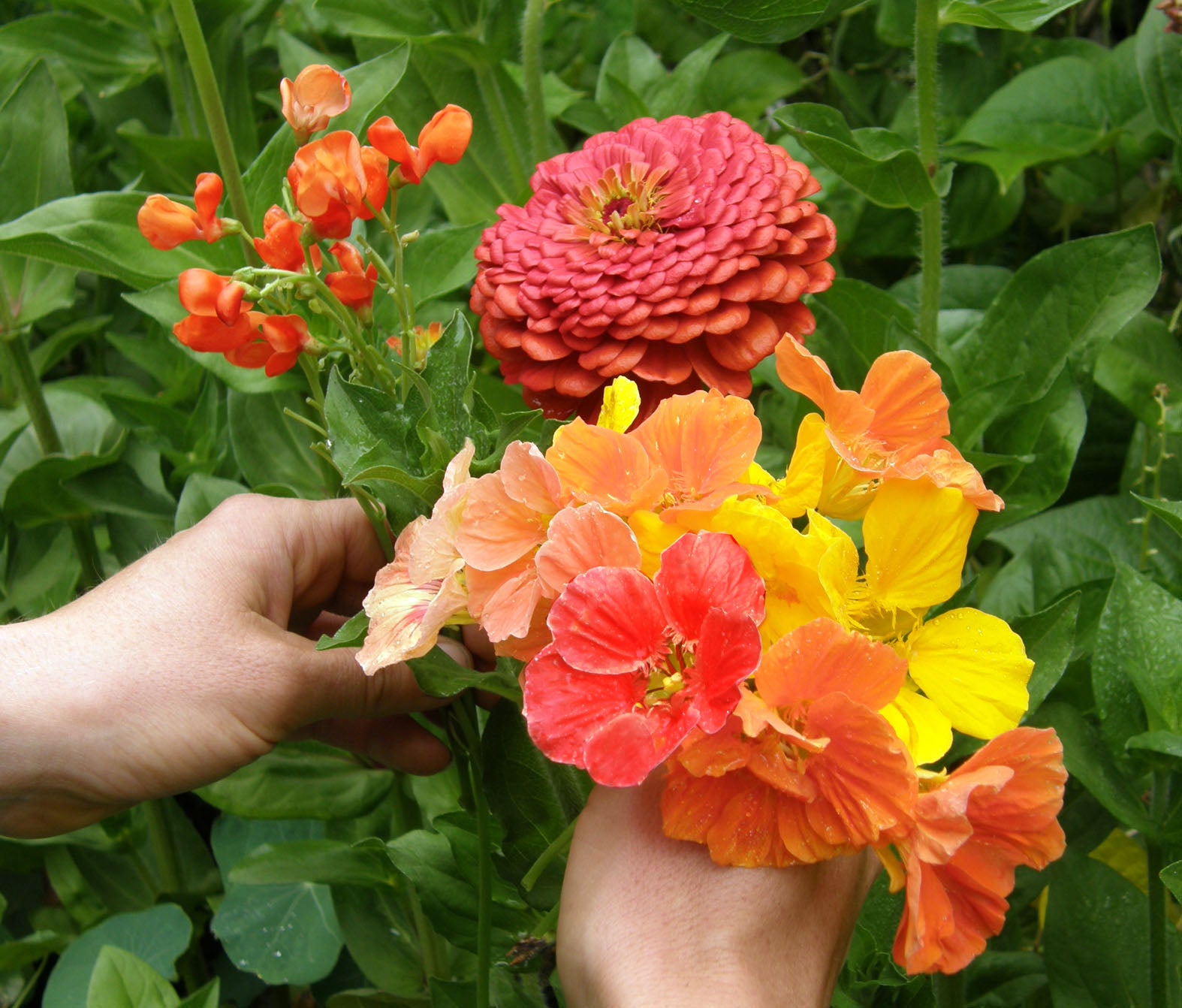 hummingbird garden seeds Renee's Garden Bonus Pack Seeds for a Hummingbird Garden
