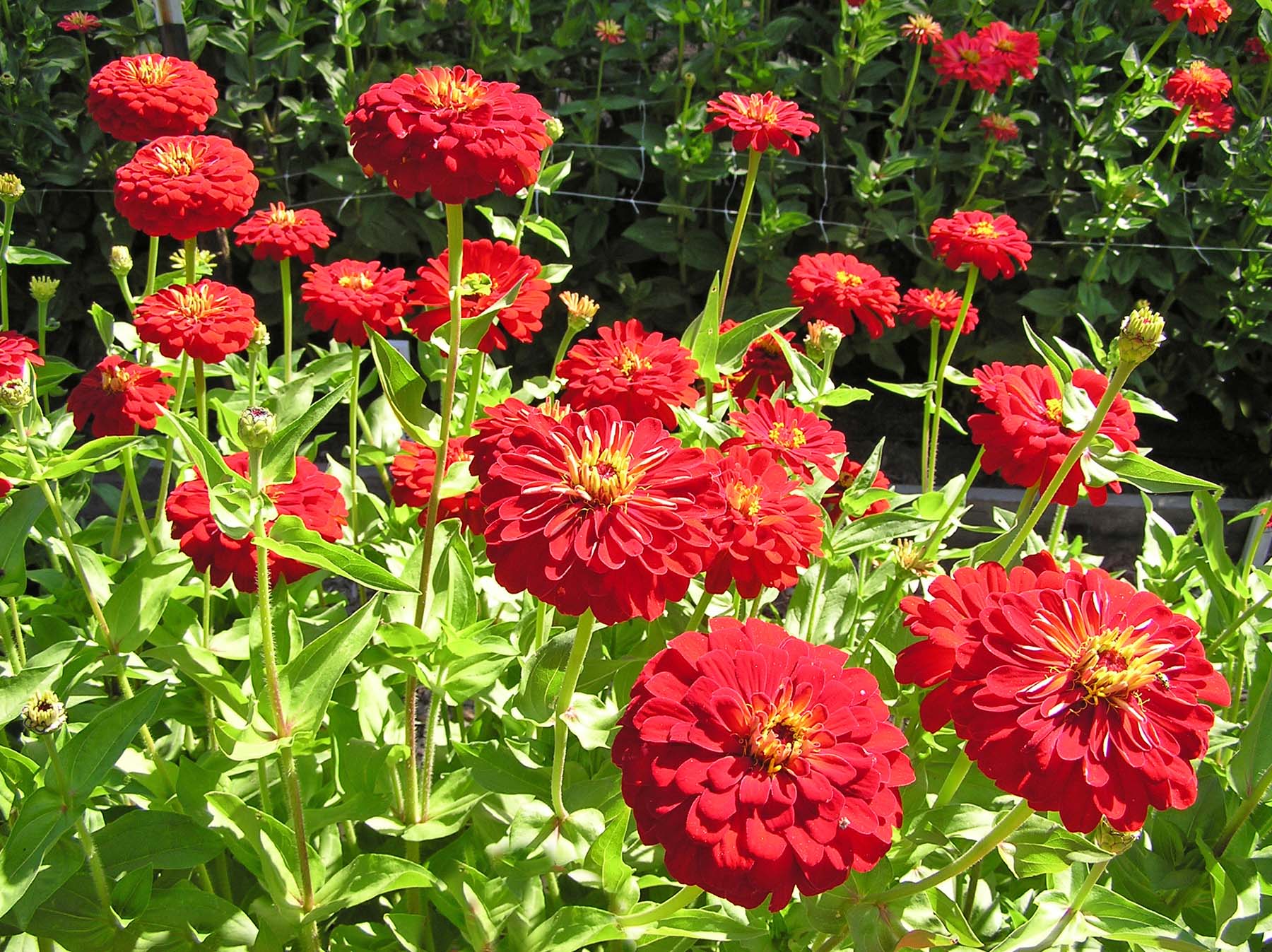 hummingbird carpet plant seeds Renee's Garden Bonus Pack Seeds for a Hummingbird Garden