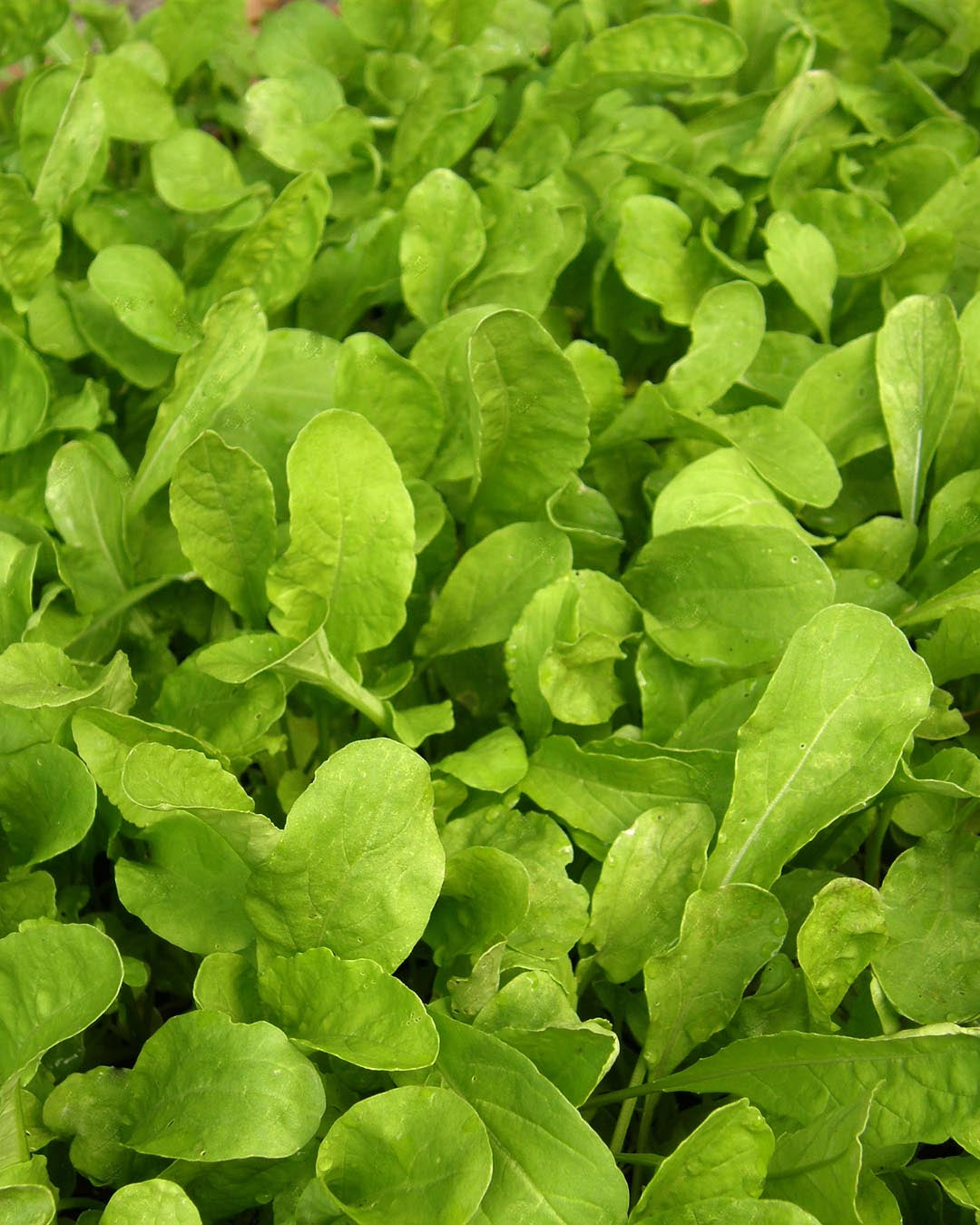 Kitchen Herbs - Italian Arugula