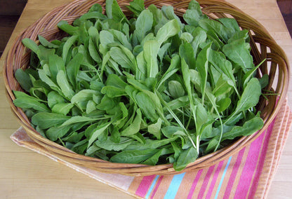 Kitchen Herbs - Italian Arugula