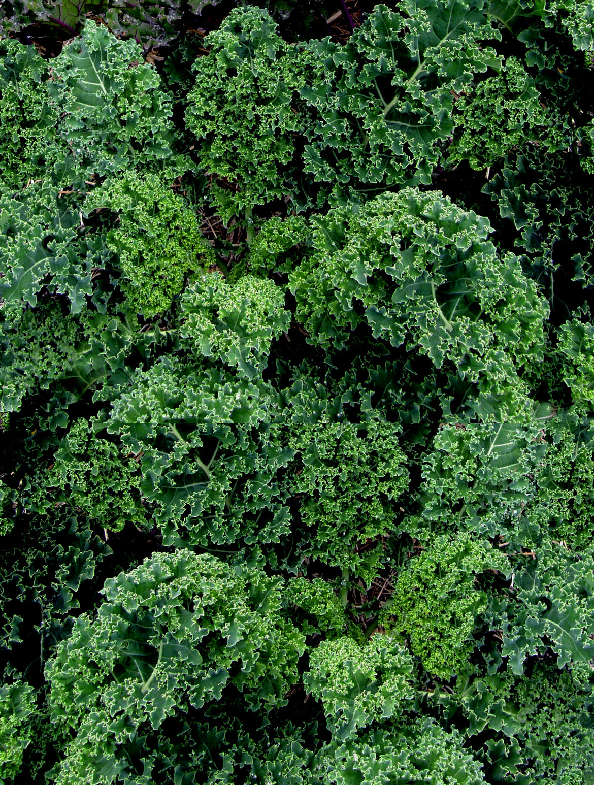 Kale – Renee's Garden