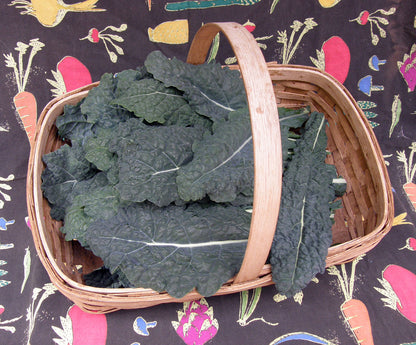 Italian Heirloom Kale - Lacinato