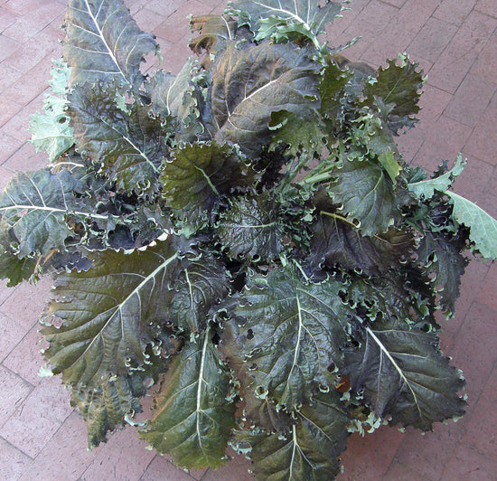 'Mars Landing' Specialty Kale – Renee's Garden