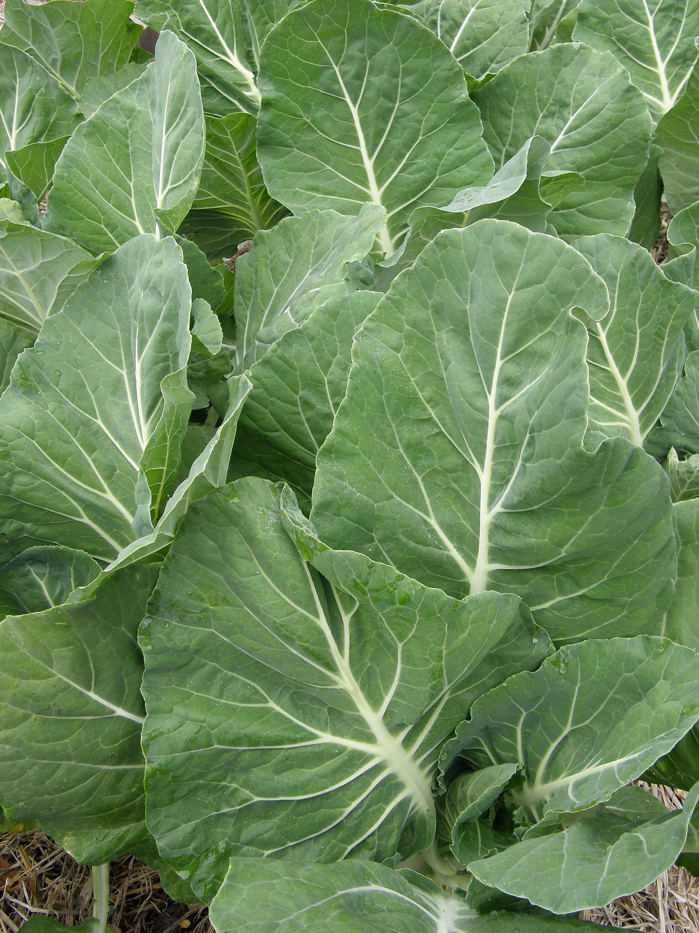 Kale – Renee's Garden
