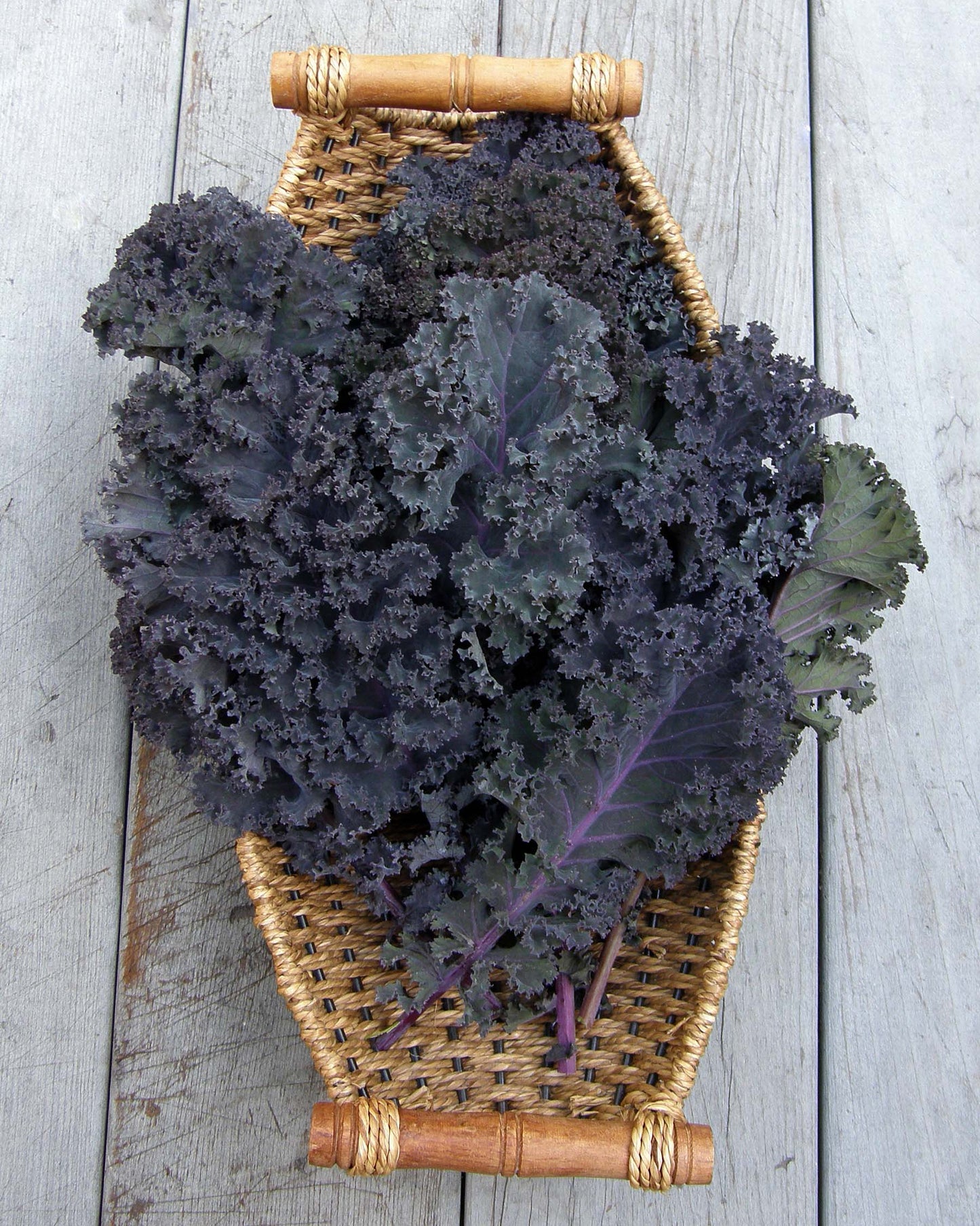 Gourmet Kale - Purple Moon