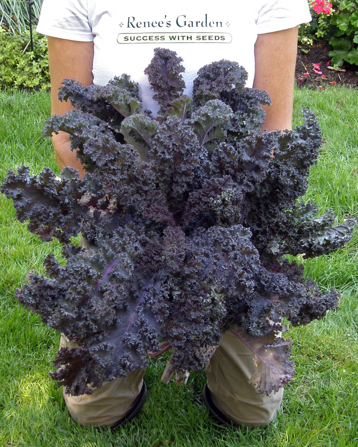 Gourmet Kale - Purple Moon