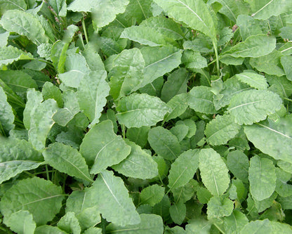 Heirloom Italian Kale - Tuscan Baby Leaf