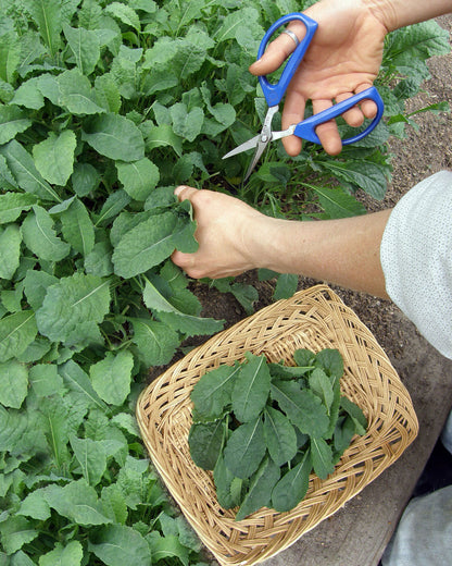 Heirloom Italian Kale - Tuscan Baby Leaf