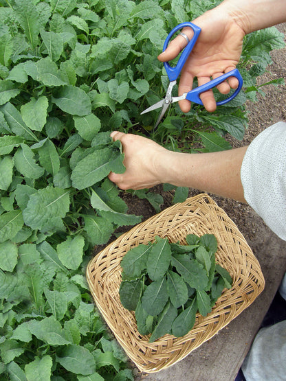Tuscan Baby Leaf