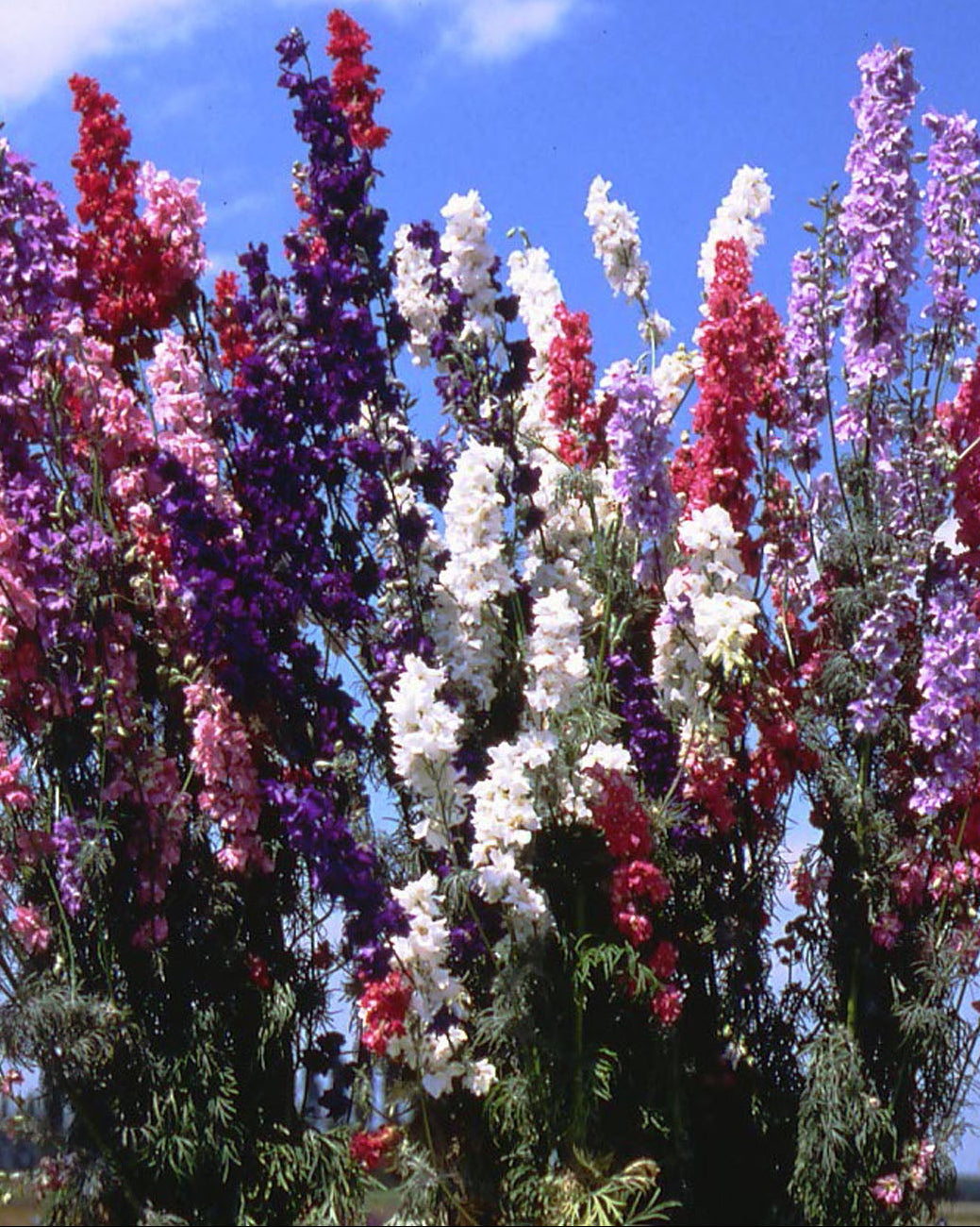 French Alouette' Heirloom Imperial Larkspur – Renee's Garden