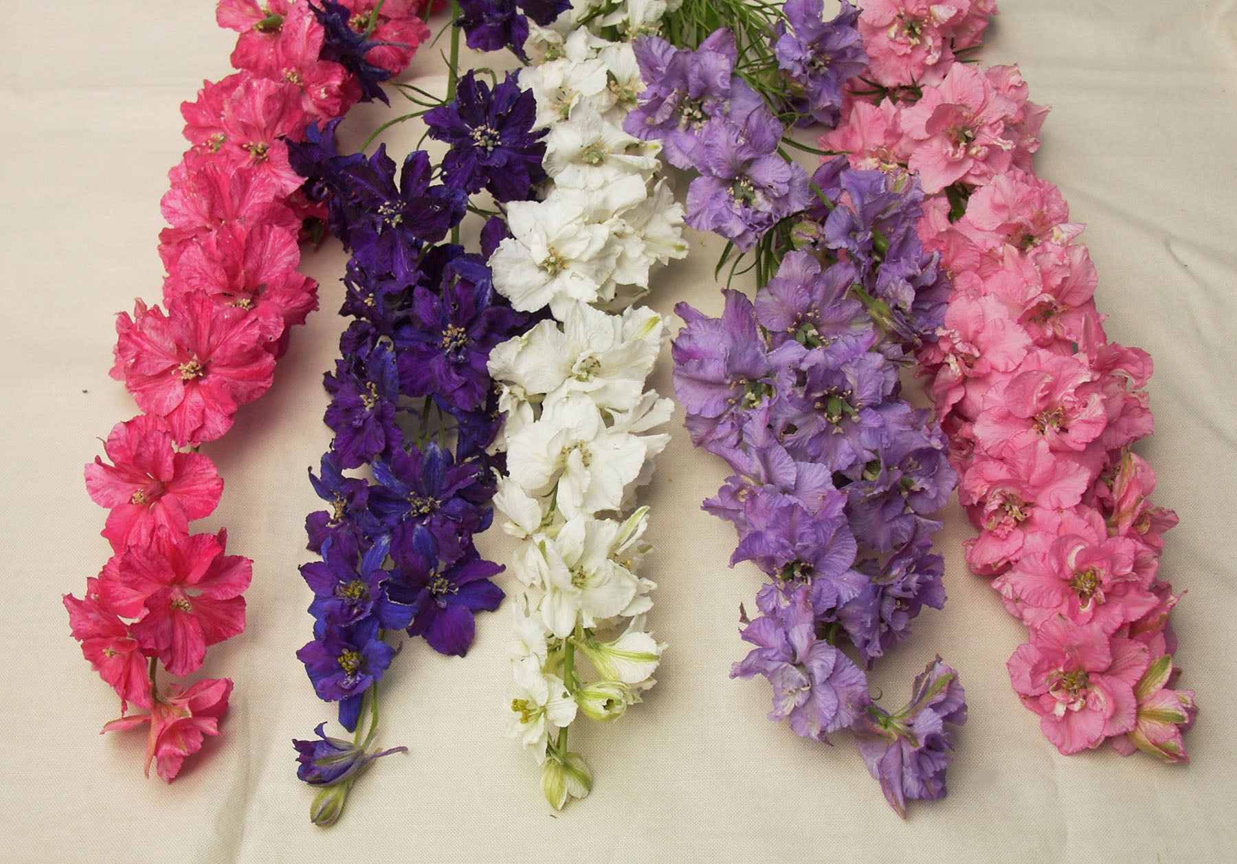 未開封レア！FT CHAMPS イングランド　ルーニー　12インチ（約30cm） French Alouette' Heirloom Imperial Larkspur – Renee's Garden
