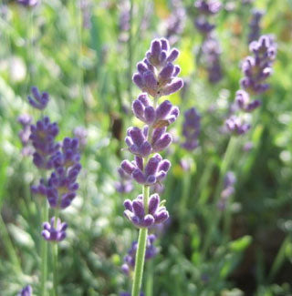 scented lavender plants Lavender Hidcote