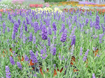 French Perfume Lavender