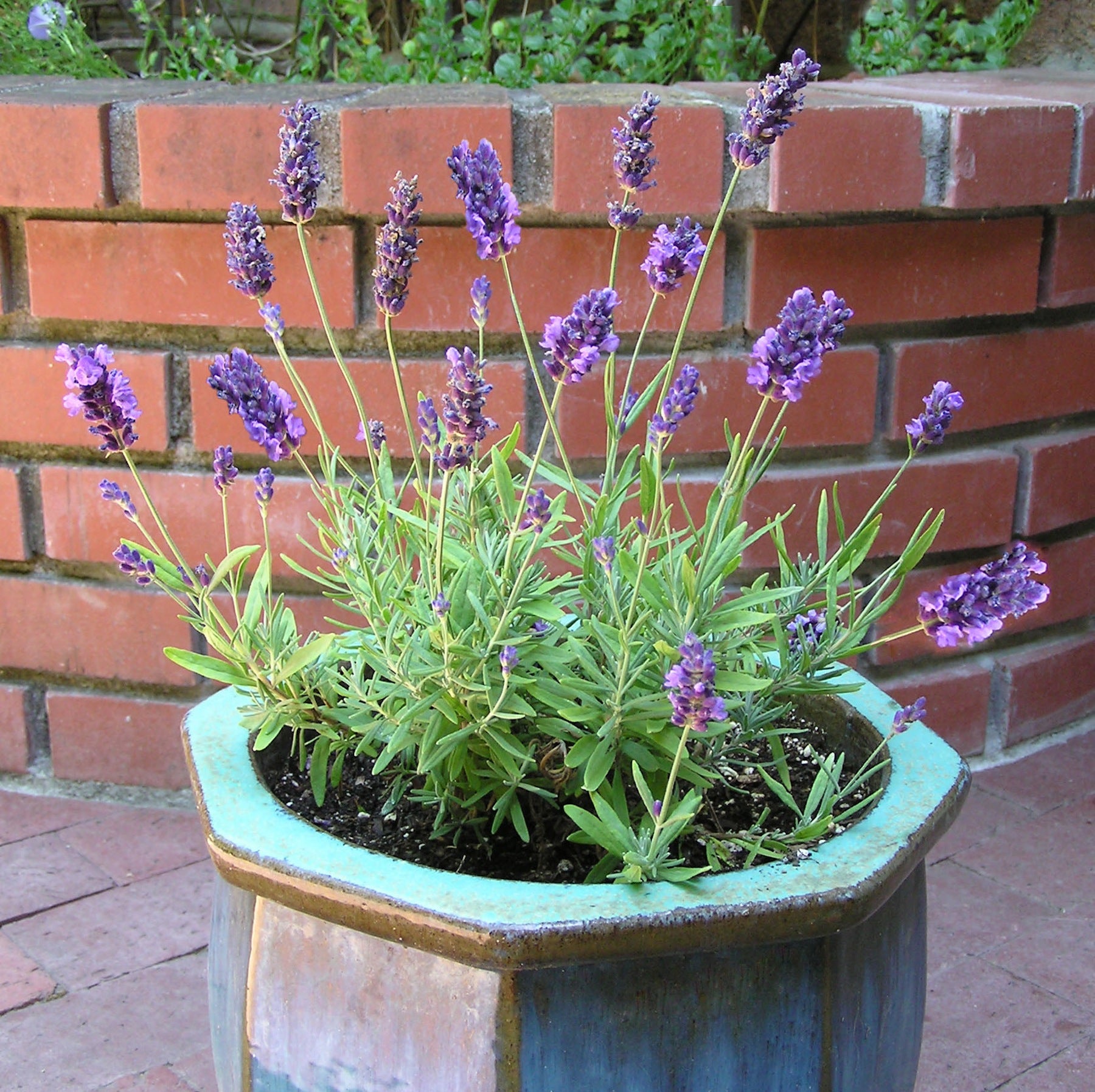 French Perfume Lavender' Container Herbs – Renee's Garden