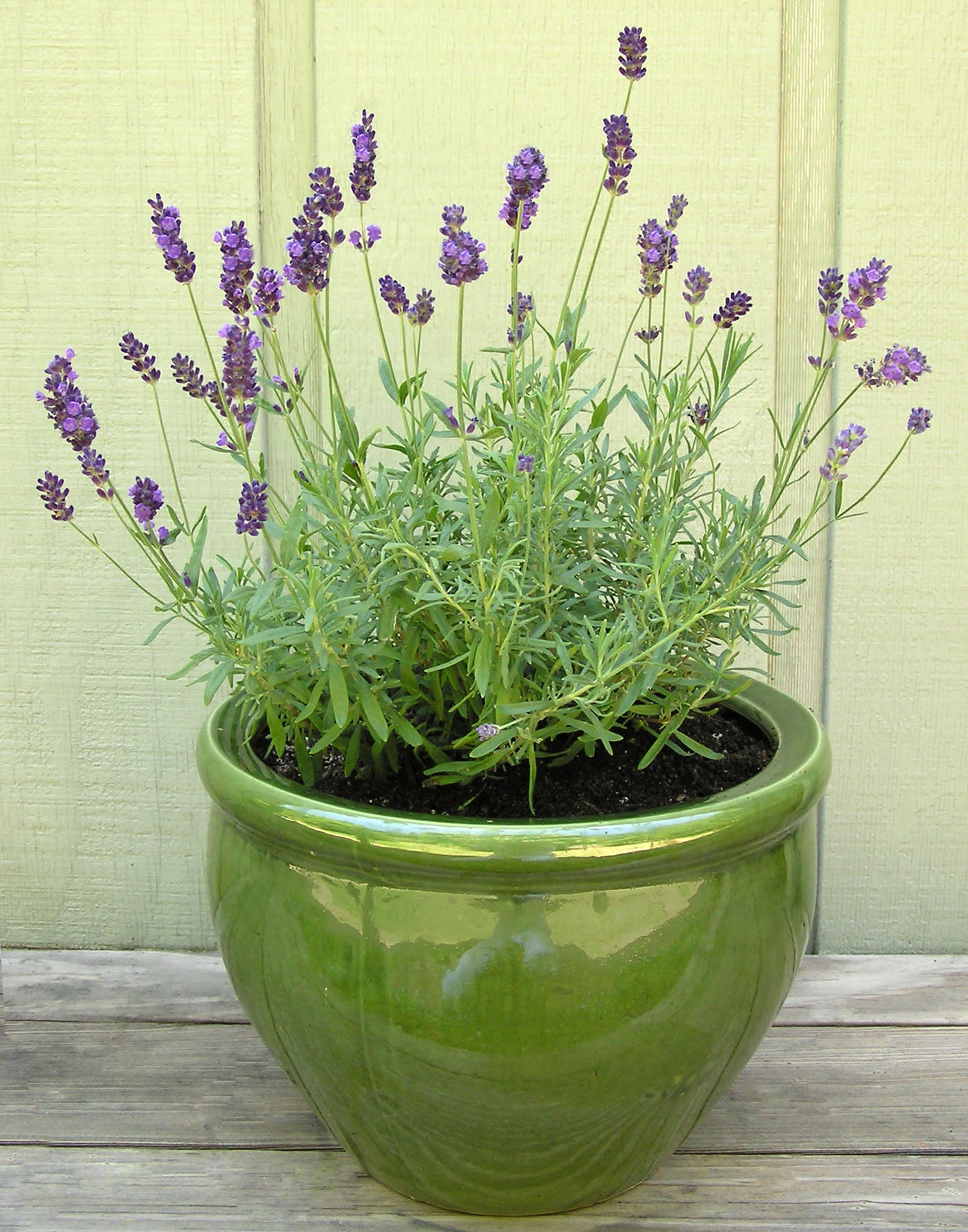french lavender plant care French Perfume Lavender' Container Herbs – Renee's Garden