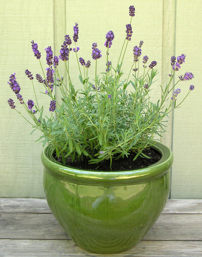 french lavendar plant French Perfume Lavender' Container Herbs – Renee's Garden