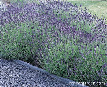hidcote lavender plant Lavender Hidcote