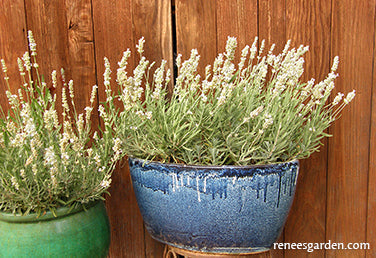White Ice Lavender