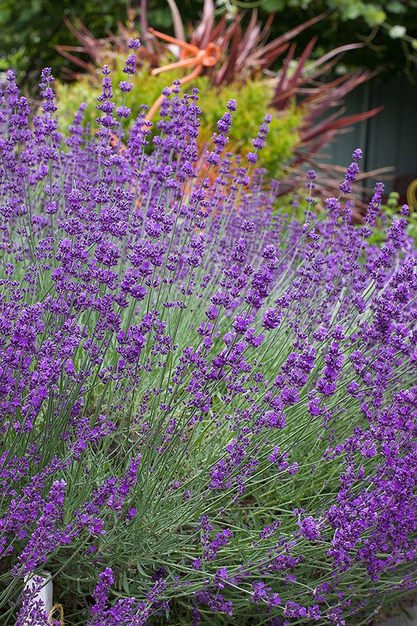 Lavender Hidcote